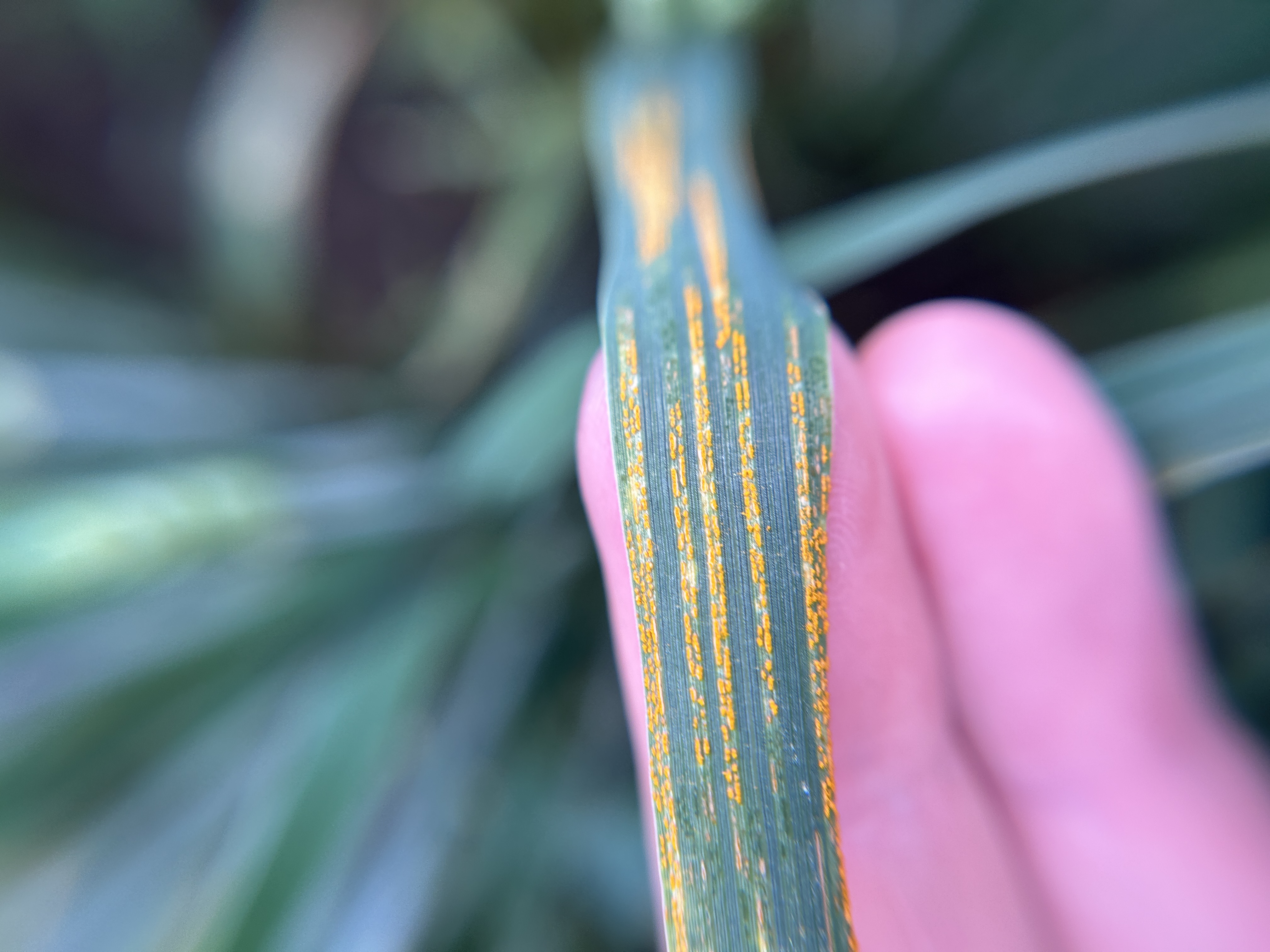 Orange spots on wheat blade.